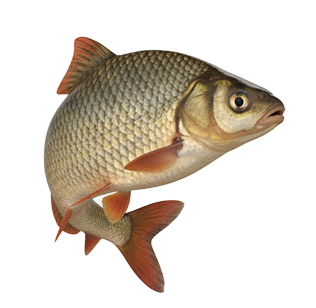 Лещ